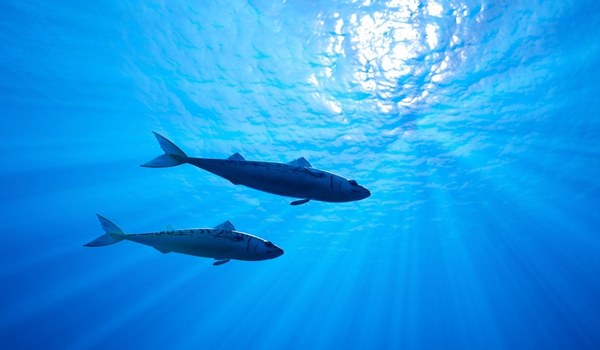 Ministry releases native fish in Sealine Reserve for marine protection